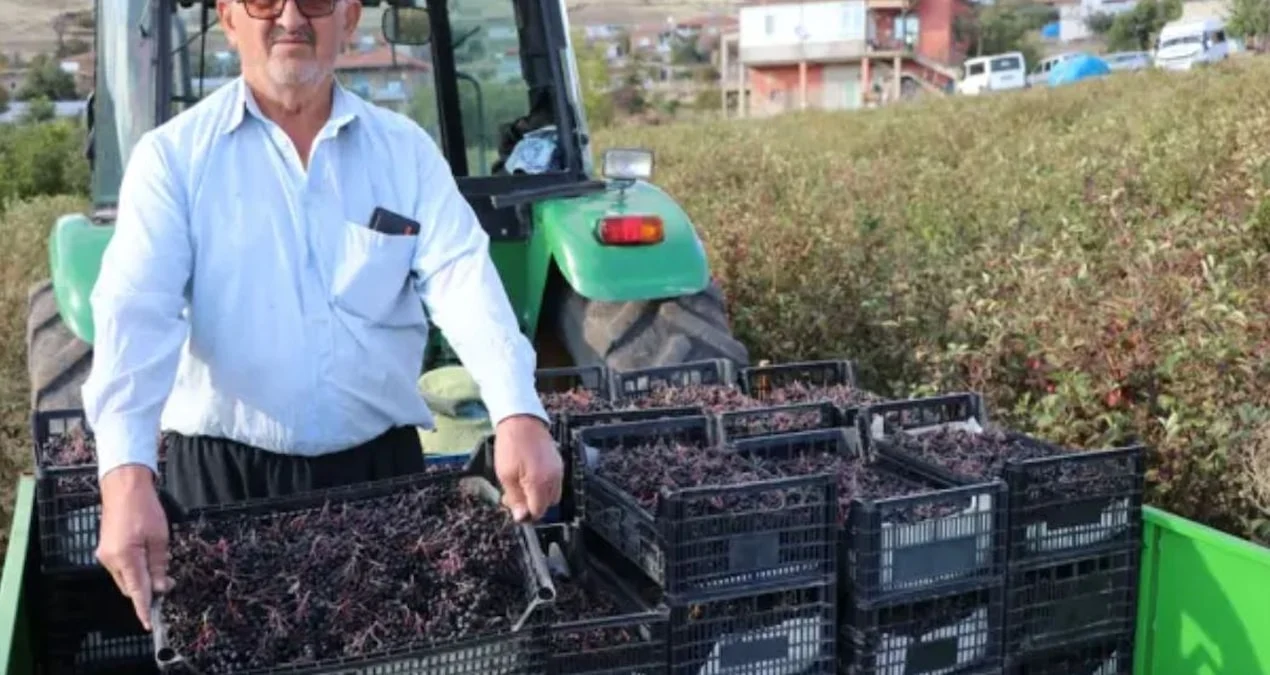 Kardeşinin tavsiyesiyle ekti 40 ton hasat edecek: 'Süper meyve' için 25 kişi harıl harıl çalışıyor - Sözcü Gazetesi