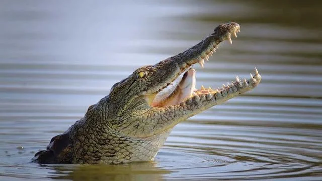 Singapur’da Yapay Zeka ile Sahte Timsah Görseli Üreten Kişiye 10 Yıla Kadar Hapis Cezası