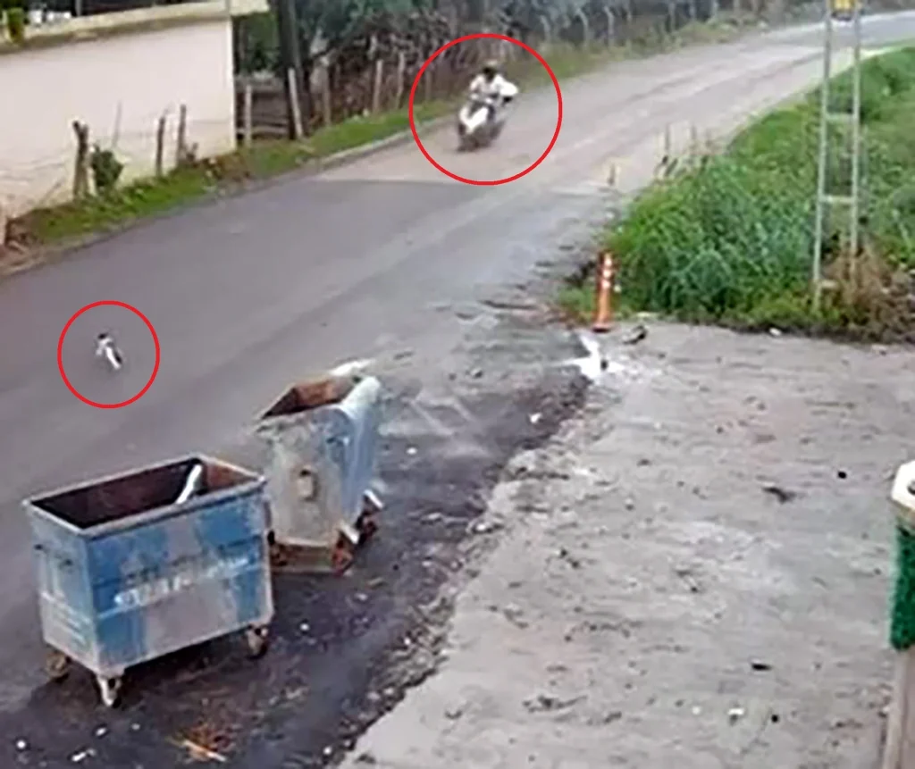 Adana'da Kediye Çarpmamak İçin Fren Yapan Motosiklet Sürücüsü Devrildi - www.gundemedair.com