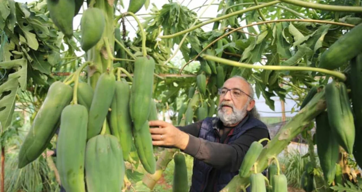 Alanya’da papaya üretimi yayılıyor, yıl boyu hasat mümkün - www.gundemedair.com