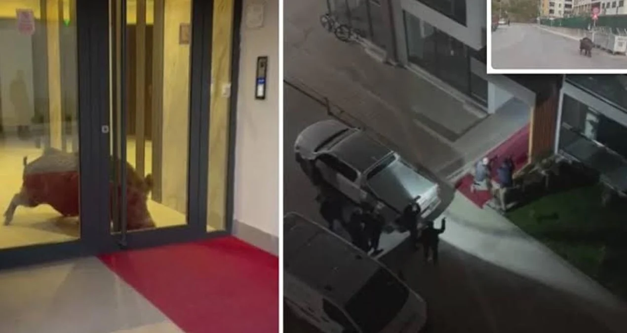 Amasya'da binaya giren yaban domuzu polis operasyonuyla etkisiz hale getirildi - www.gundemedair.com