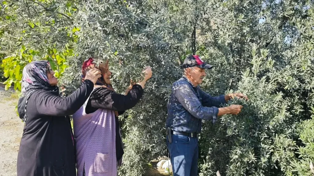 Artvin'de Butko Zeytini Hasadı Başladı: 700 Ton Üretim Bekleniyor - www.gundemedair.com