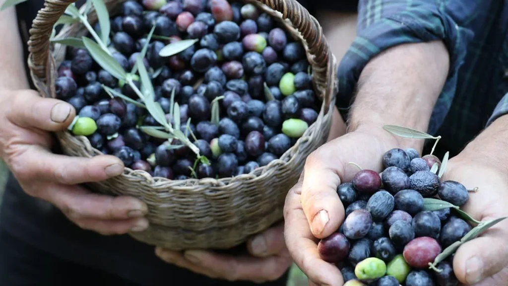 Artvin'de Butko Zeytini Hasadı Başladı: 700 Ton Üretim Bekleniyor - www.gundemedair.com