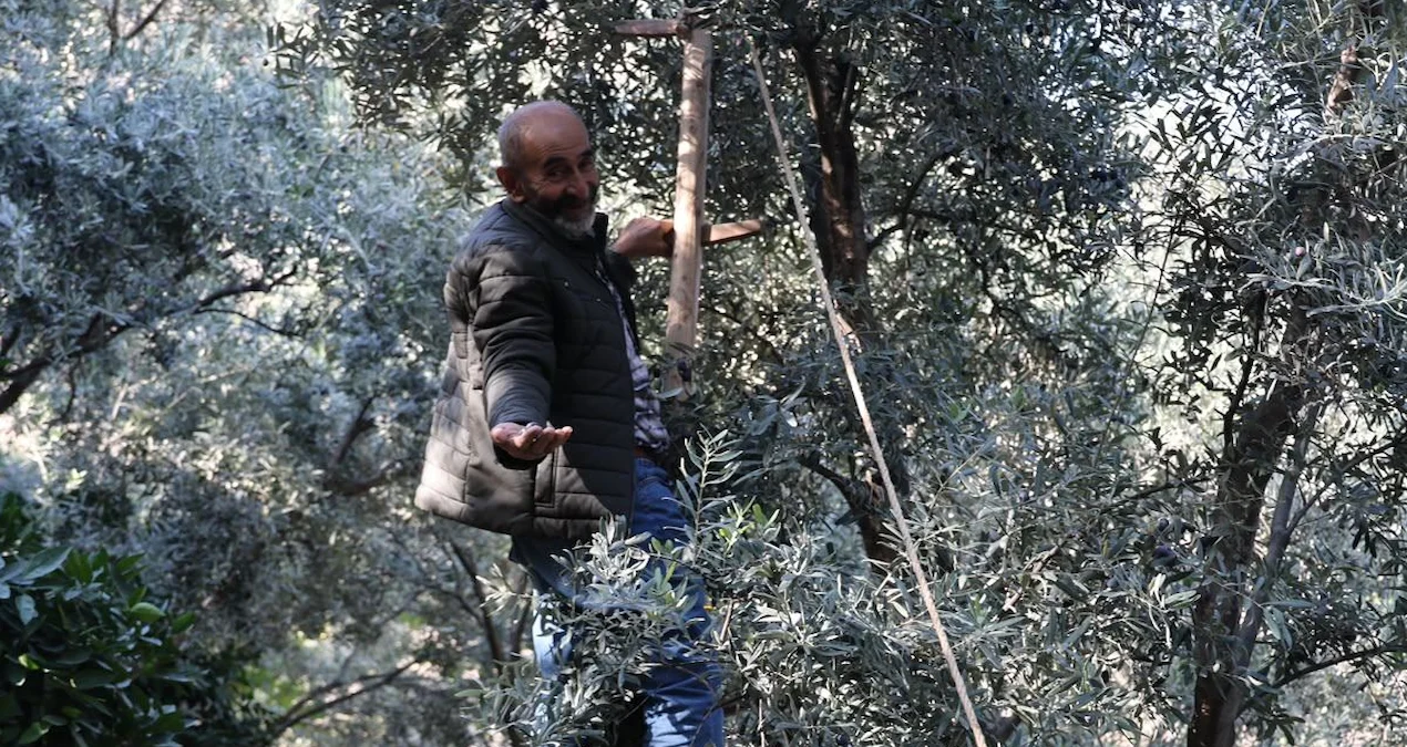 Artvin'de Butko Zeytini Hasadı Başladı: 700 Ton Üretim Bekleniyor - www.gundemedair.com