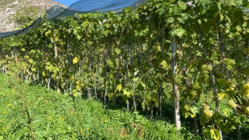 Artvin'de Peterek üzümünün hasadı başladı, kilosu yaklaşık 200 lira - www.gundemedair.com
