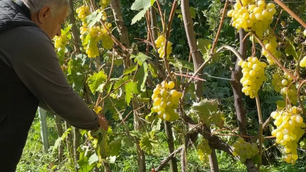 Artvin'de Peterek üzümünün hasadı başladı, kilosu yaklaşık 200 lira - www.gundemedair.com
