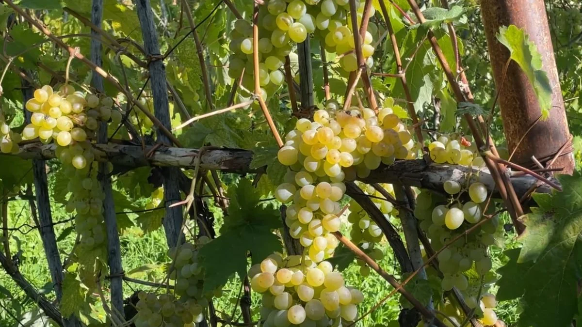 Artvin'de Peterek üzümünün hasadı başladı, kilosu yaklaşık 200 lira - www.gundemedair.com