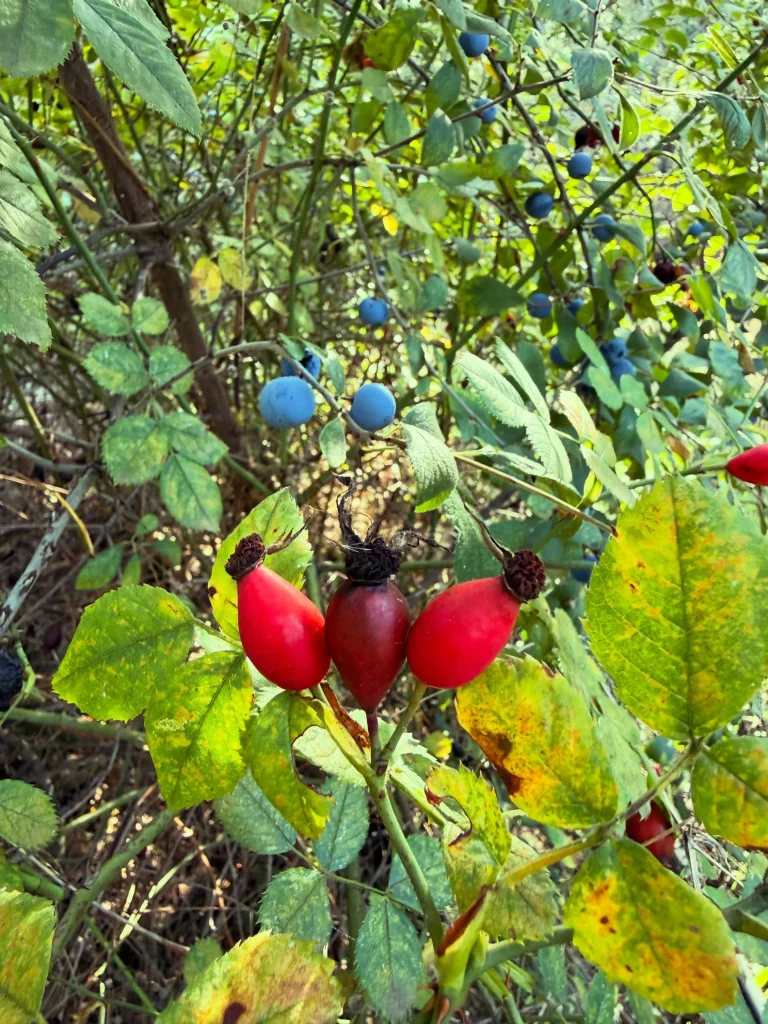 Aslıhan Gürbüz, Ayvalık'ta Zeytin Hasadına Başladı - www.gundemedair.com