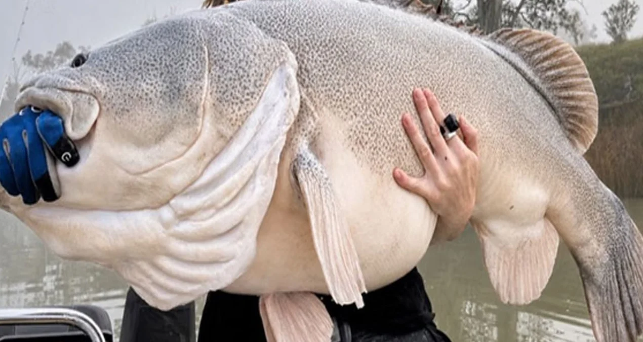 Avustralyalı balıkçı Kasey Parkinson, Murray Nehri'nde 135,7 cm'lik dev Murray morinası yakalayarak ulusal rekor kırdı - www.gundemedair.com