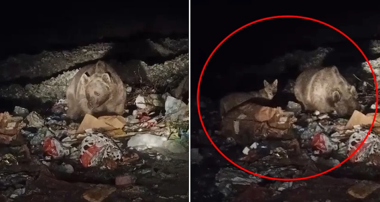 Ayı ve kurtlar yerleşim yerine indi, çöpten yiyecek aradı