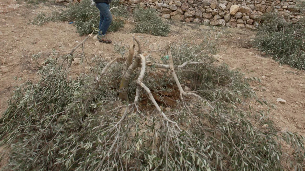 Batı Şeria'da zeytin hasadı sırasında saldırılar arttı: Ağaçlar yakıldı, gazeteciler yaralandı - www.gundemedair.com