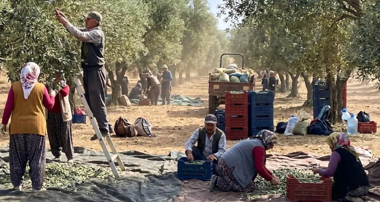 Böyle giderse zeytin ağaçları tek tek sökülecek - Sözcü Gazetesi