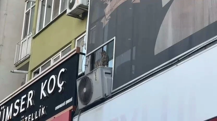 Bursa’da yavru kediyi kurtarmaya çalışan eğitmen 3’üncü kattan düşerek öldü - www.gundemedair.com