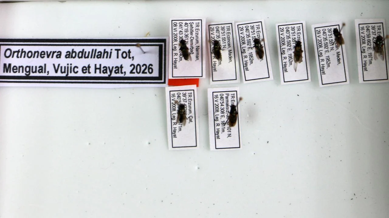 Yeni çiçek sineği türüne Abdullah ismi verildi
