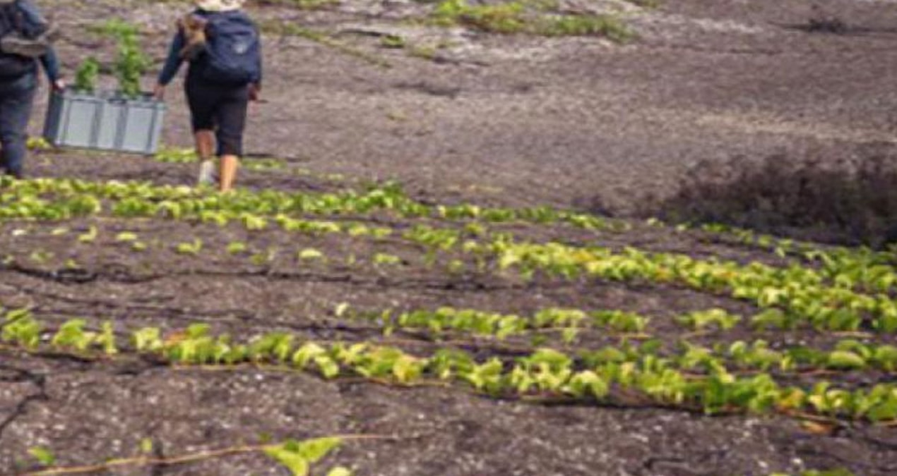 Galapagos Adaları’nda Galvezia bitkisi, koruma çalışmaları sayesinde 60 yıl aradan sonra yeniden çiçek açtı ve 28 yetişkin bitkiden oluşan yeni bir popülasyona ulaştı