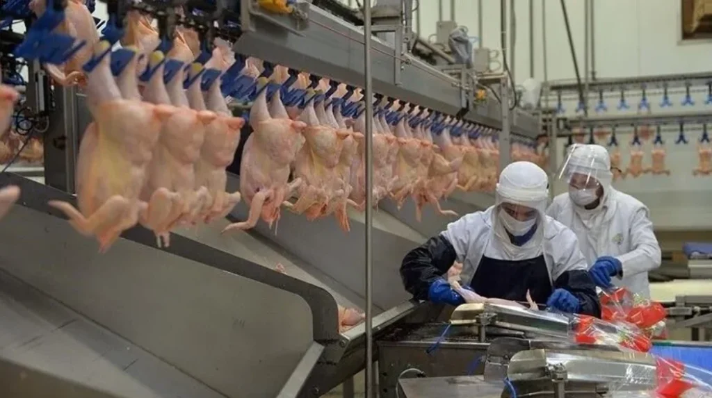 Çin, dünya tavuk pazarında düşük fiyatlarla rekabeti artırıyor - www.gundemedair.com