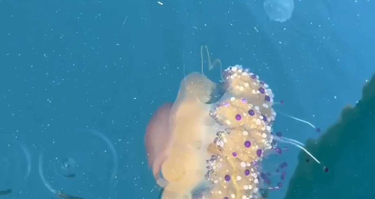 Tekirdağ sularında nadir görülen Cotylorhiza tuberculata denizanası görüntülendi