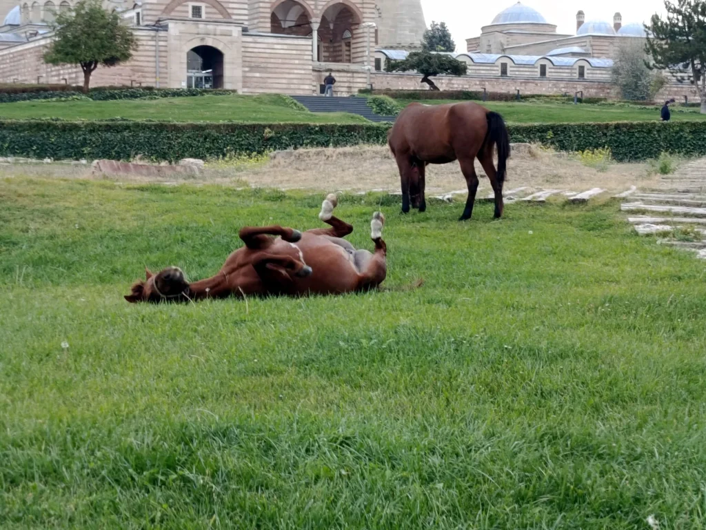Edirne'de Selimiye Camisi Meydanı'nda Başıboş Atlar Görüldü - www.gundemedair.com