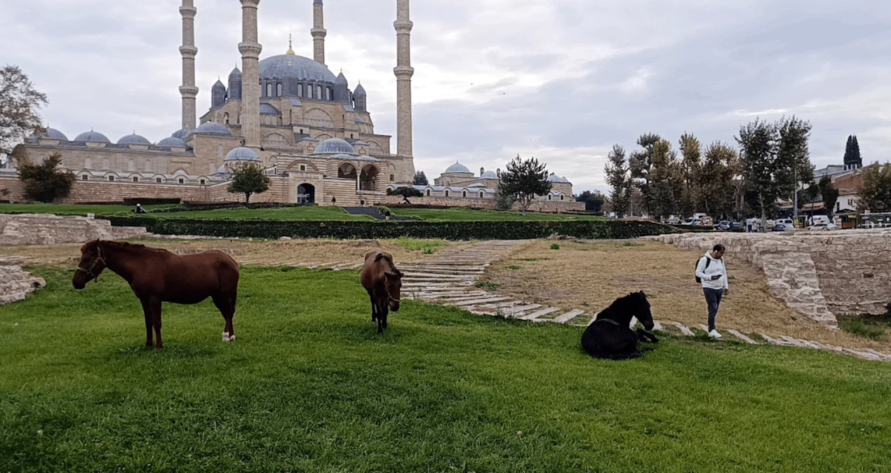 Edirne'de Selimiye Camisi Meydanı'nda Başıboş Atlar Görüldü - www.gundemedair.com