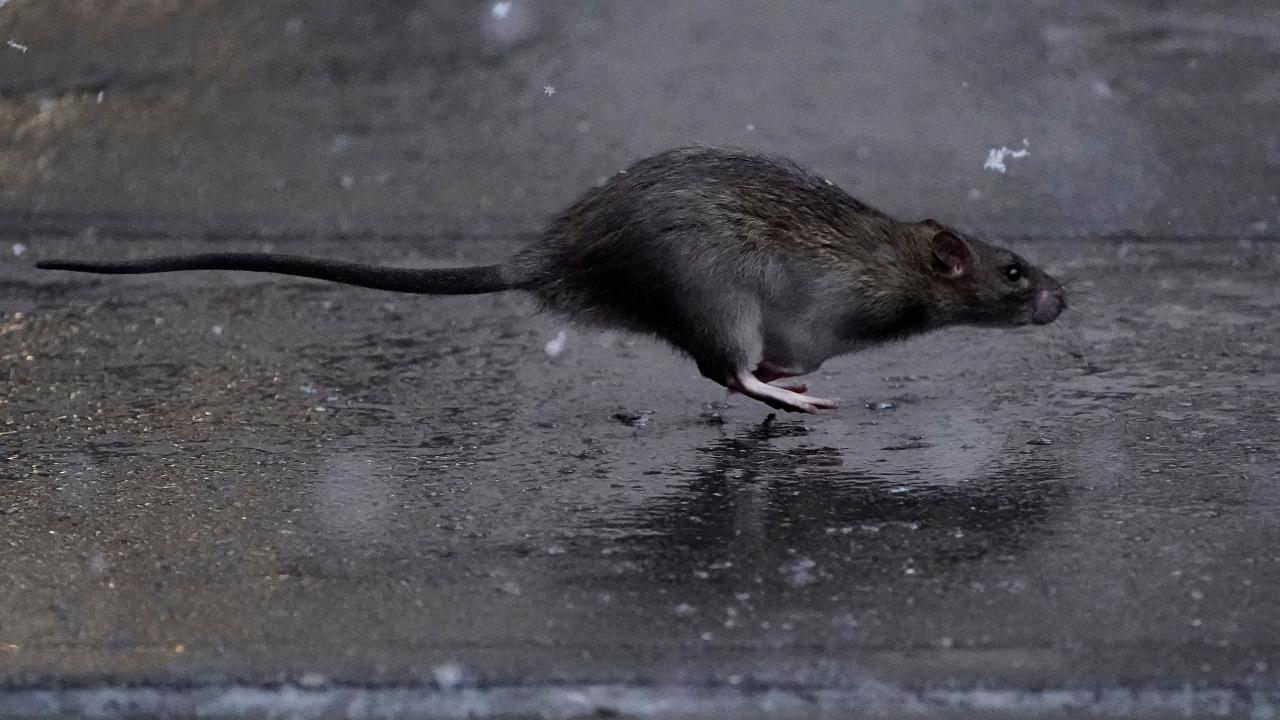 Brüksel’de Grand-Place çevresinde fare sorunu esnafı endişelendiriyor