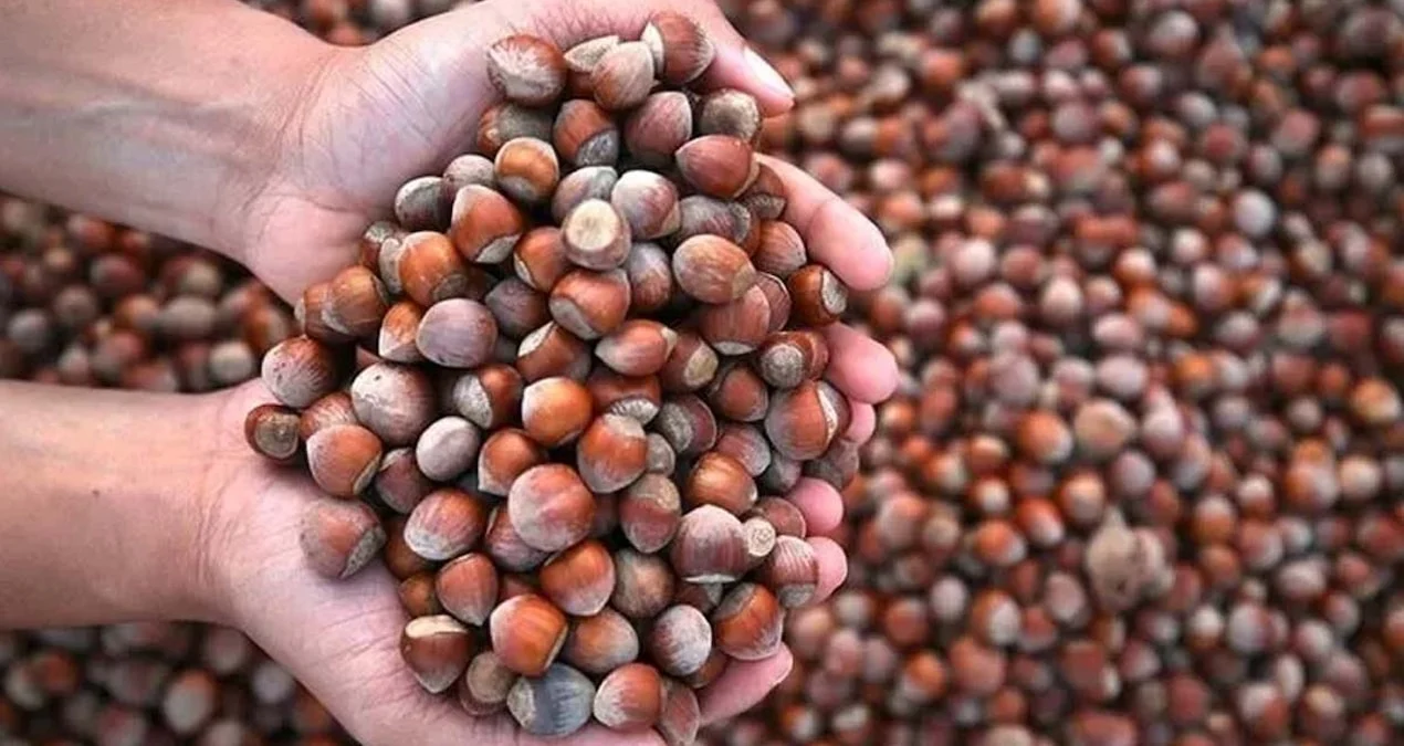 Fındıkta fiyat ve piyasa denetimi: Dört borsaya müfettiş görevlendirildi