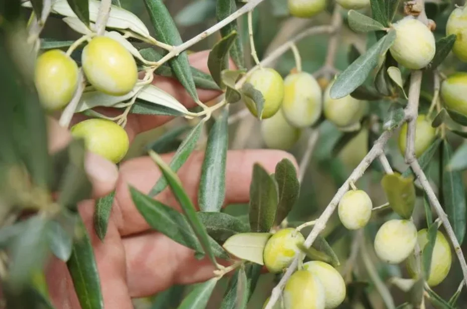 Finlandiya, zeytin ağacı olmayan ülkesiyle zeytin toplama şampiyonu oldu - www.gundemedair.com
