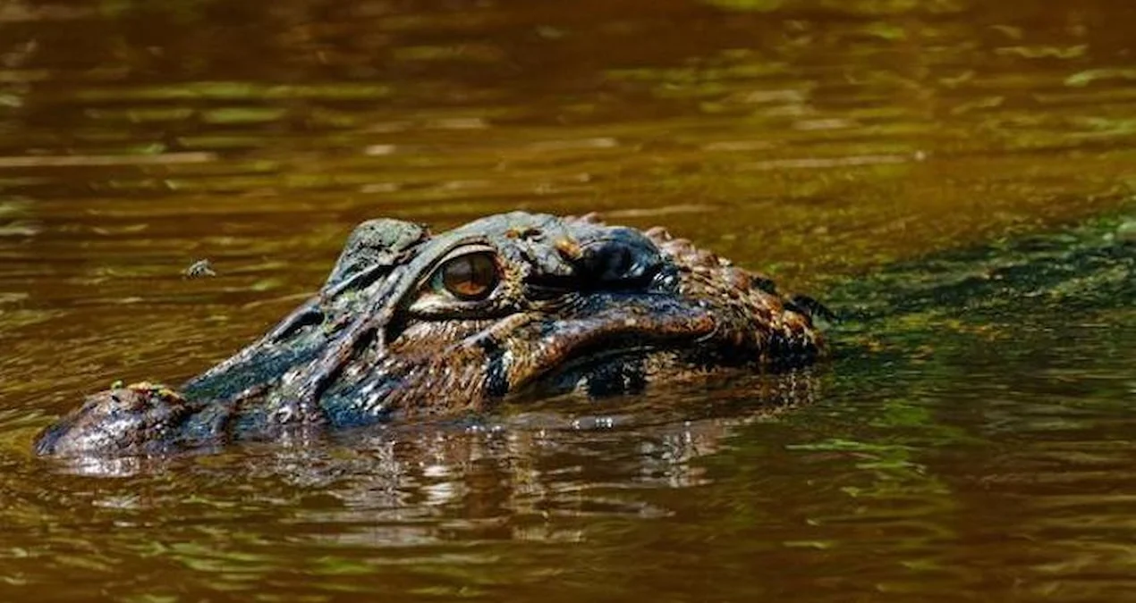 Florida'da Balık Tutarken Timsah Saldırısında 71 Yaşındaki Adam Hayatını Kaybetti - www.gundemedair.com