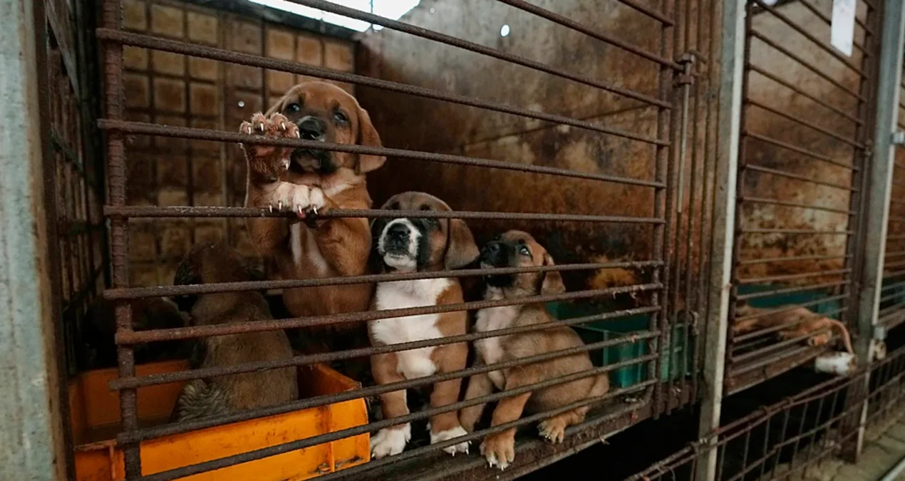 Güney Kore'de Köpek Eti Yasağına Yaklaşırken Çiftlikler Kapanıyor - www.gundemedair.com