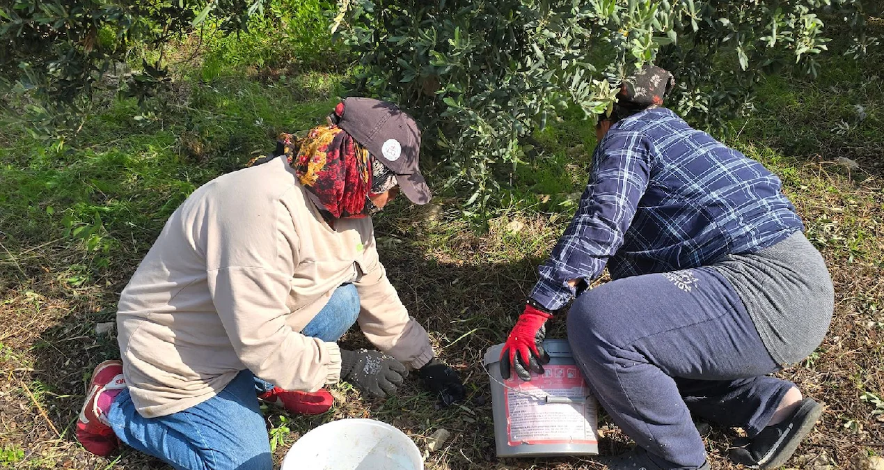 Hatay'da Halhalı Zeytini Hasadı Başladı, Kilogram Fiyatı 150 TL'ye Ulaştı - www.gundemedair.com
