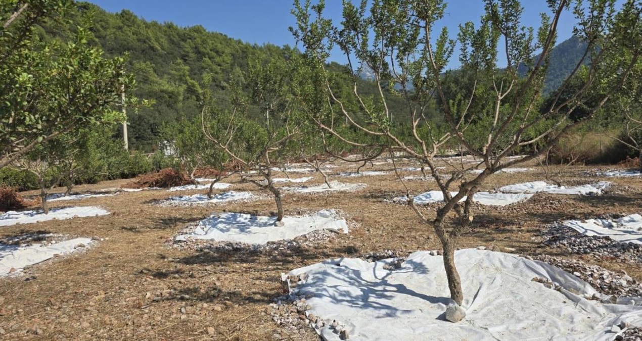 Muğla’da damla sakızı hasadı başladı, kilosu 35 bin liradan satılıyor