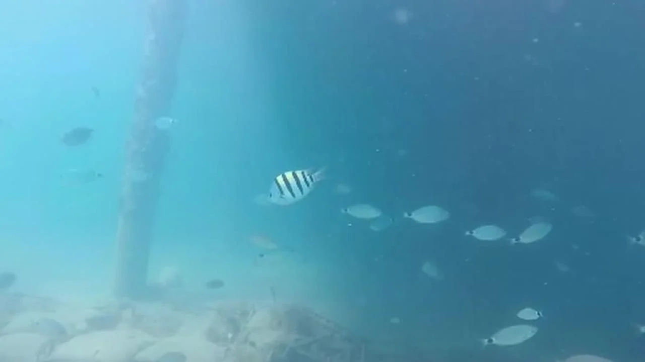 Antalya Körfezi’nde dalış sırasında Kızıldeniz göçmeni balık türlerinin Konyaaltı kayalıklarında görüldüğü belirtiliyor.