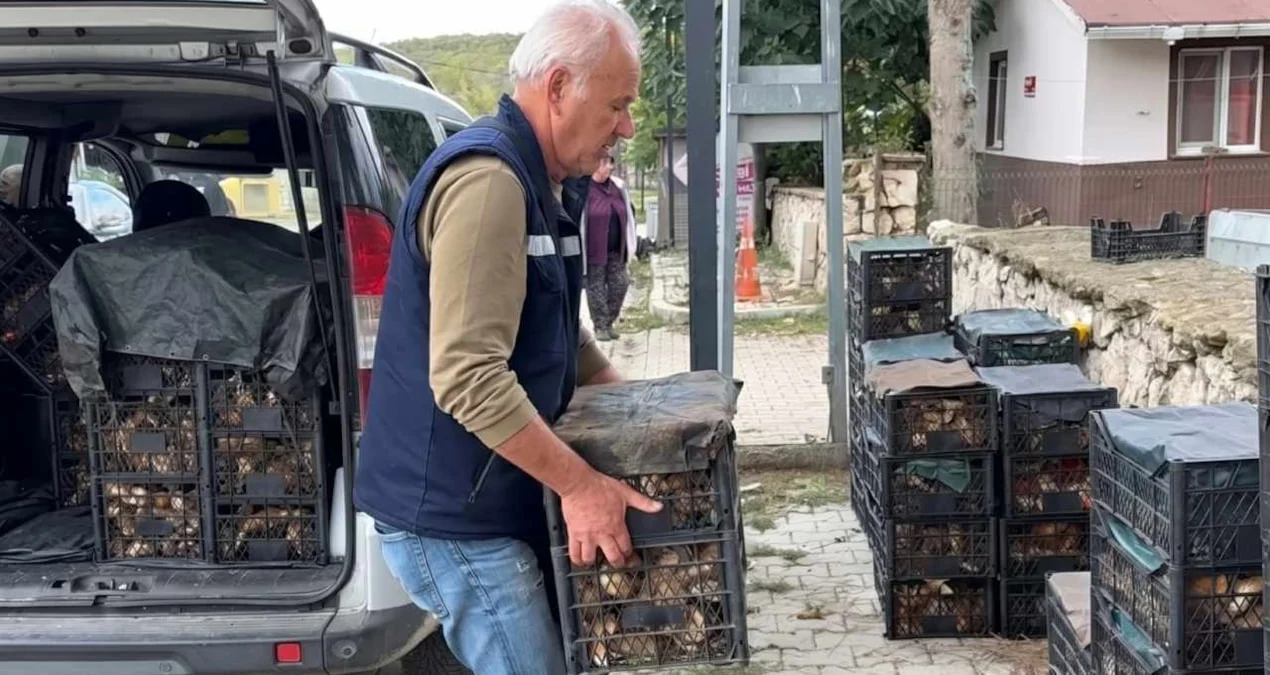 Istranca Ormanları'nda Mantar Bereketi: Kilosu 500 Liradan Alıcı Buluyor - www.gundemedair.com