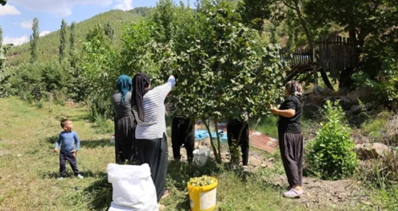 İtalyan Gıda Şirketleri, Türk Fındığı İçin Rekabeti Kızıştırıyor - www.gundemedair.com