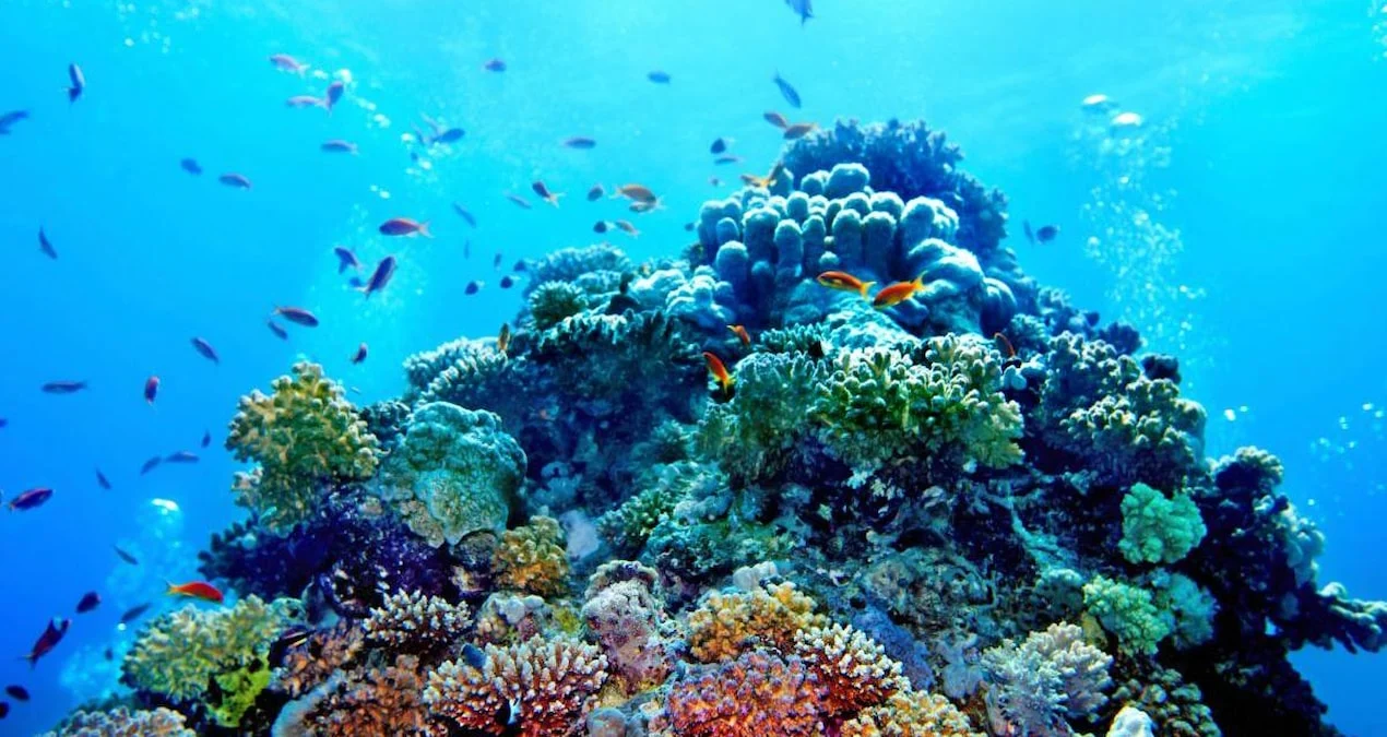 IUCN: Mercan resiflerinin yüzde 96’sı 2075’e kadar çökme riskiyle karşı karşıya - www.gundemedair.com