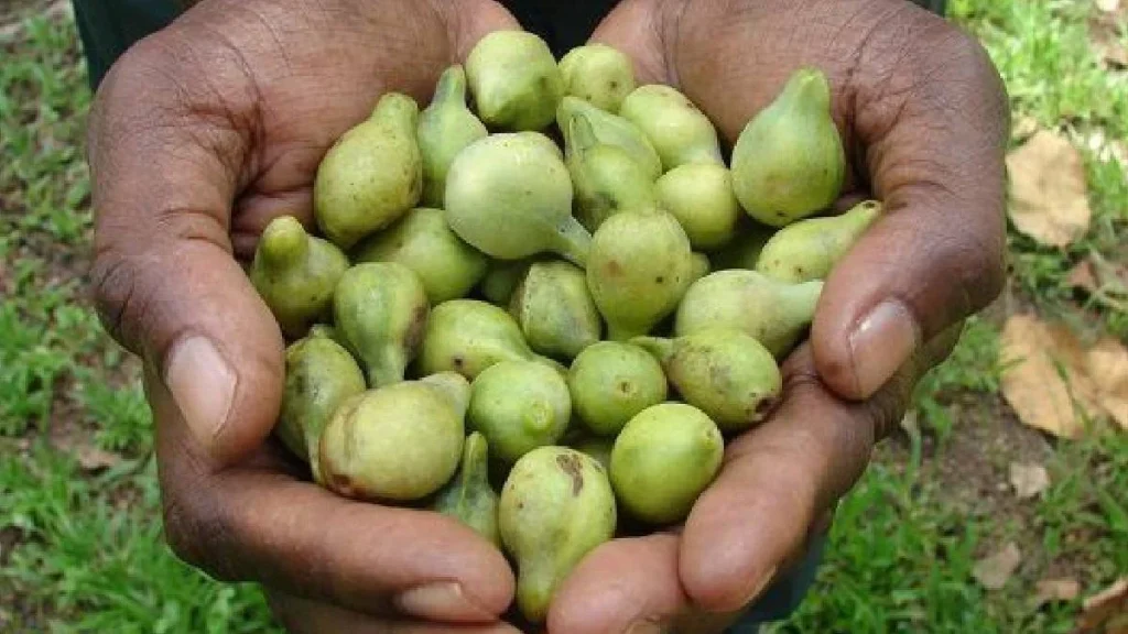 Kakadu eriği, mandalinadan 120 kat daha fazla C vitamini içeriyor - www.gundemedair.com