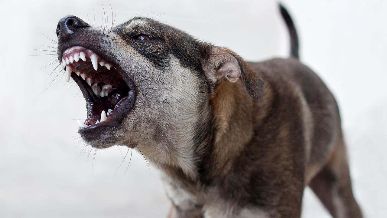 İzmir’in Menderes ilçesinde köpek saldırısında yaralanan çocuk için tazminat kararı ver…