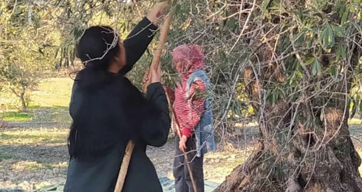 Manisa'da Zeytin Üreticileri Düşük Fiyatları Protesto Ederek Hasadı Durdurdu - www.gundemedair.com