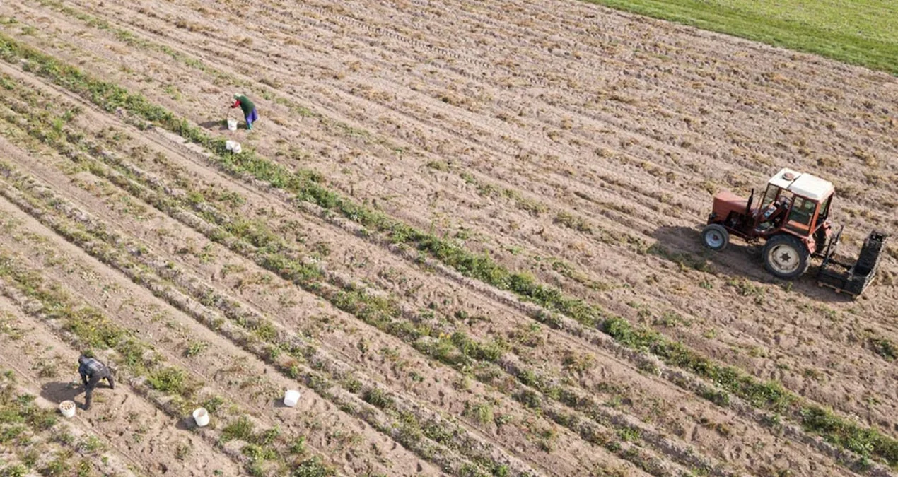 Avrupa’da patates rekoltesi düştü, fiyatlar rekor seviyelere yükselebilir