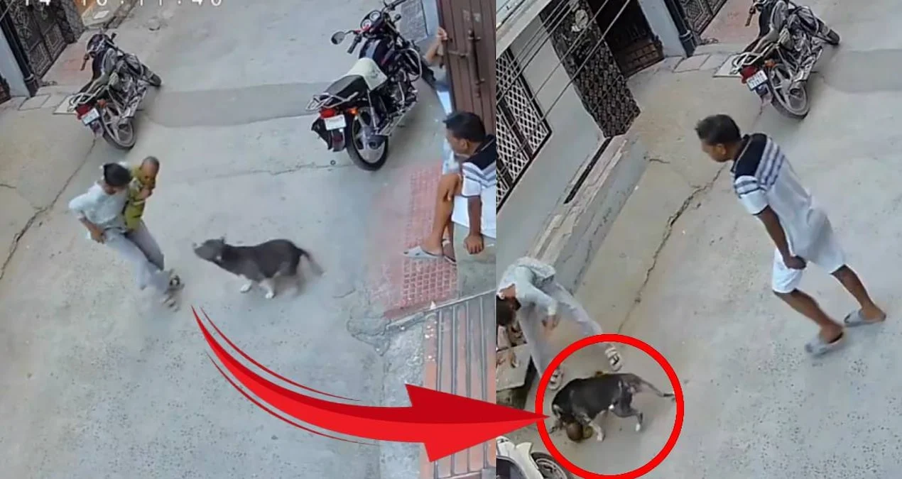 6 aylık bebeğe pitbull saldırdı: Bebeğin durumu kritik