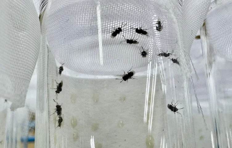 Pestisite karşı 2 milyar liralık destek: Samuray arısı ve steril böcekler sahada