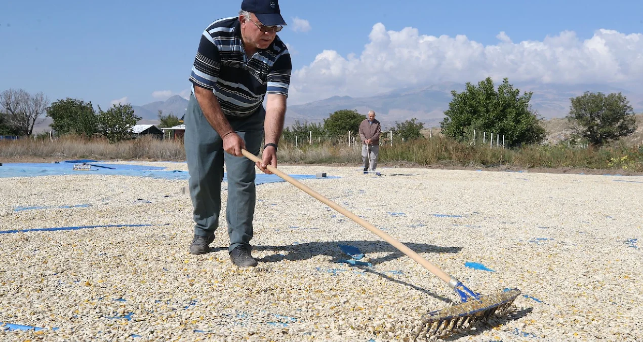 Türkiye’nin 'sarı altın'ı tarlaları kapladı: Hasat yaklaşıyor - Sözcü Gazetesi