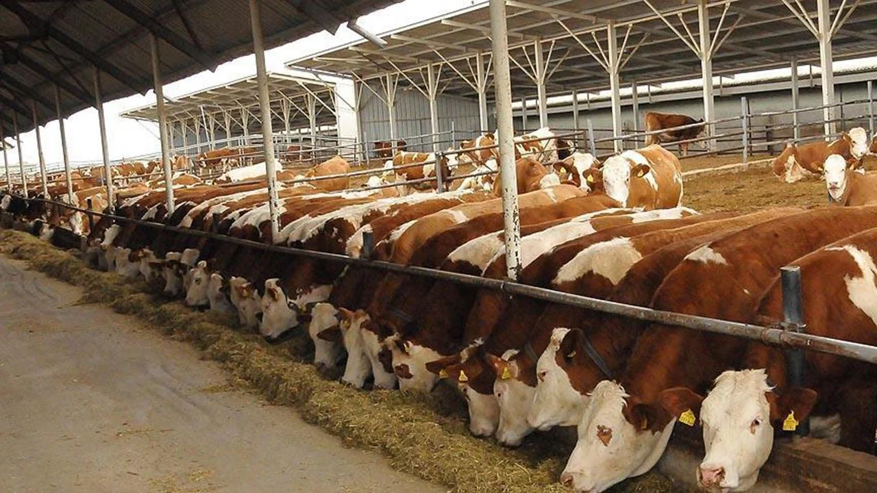 2027’de planlanan besilik erkek sığır ithalatı ve 5-16 Ekim başvuru süreci duyurusu.