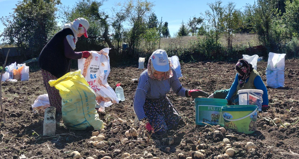 Tokat'ın Başçiftlik ilçesinde tescilli "Başçiftlik beyazı" patatesinin hasadı başladı - www.gundemedair.com