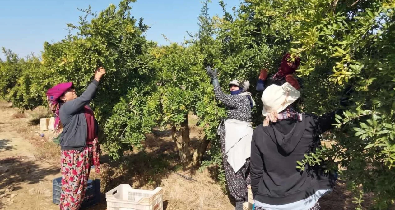 Türkler hasat ediyor, Ruslar kapıda kuyruk oluyor - Sözcü Gazetesi