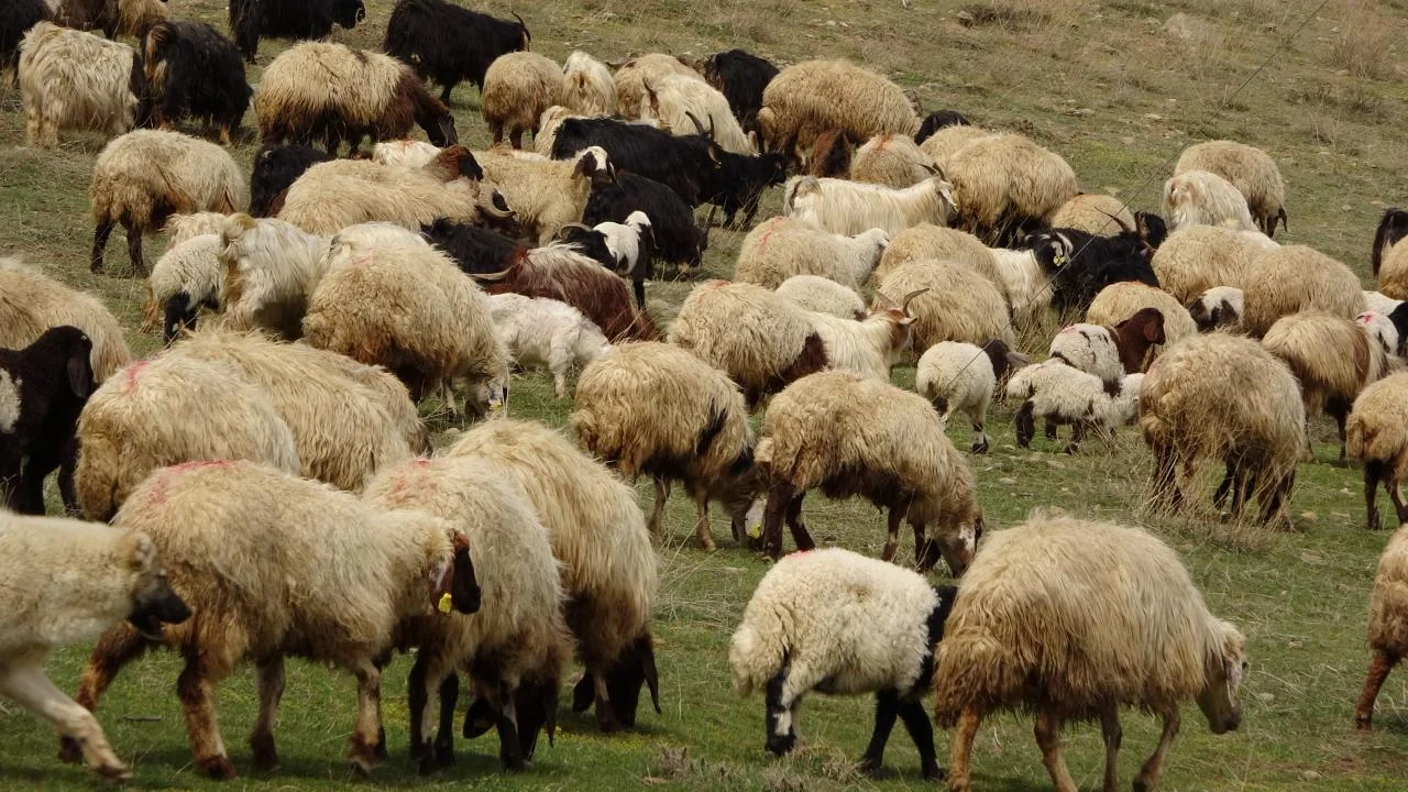 Norveç’te 560 milyon yıllık Charnia fosili bulundu