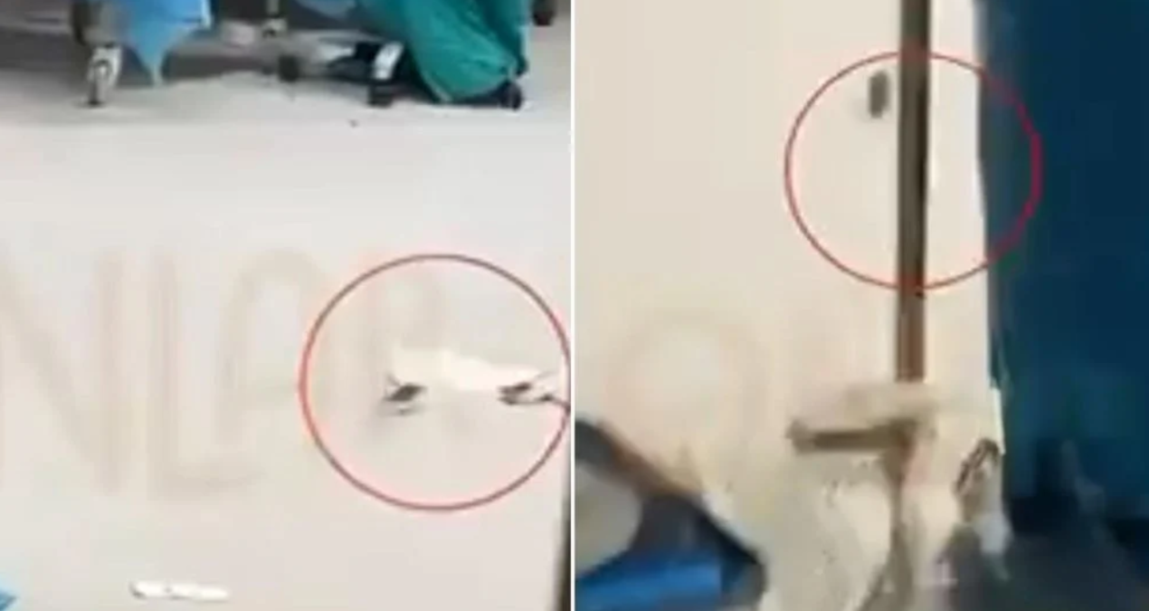 Göztepe Hastanesi’nde ameliyathane zemininde fare görüntüleri tartışma yarattı
