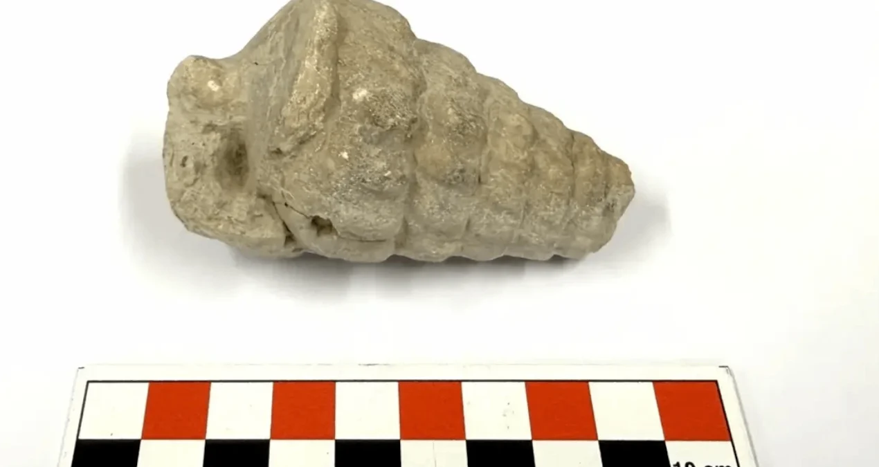Külhöyük kazı alanında bulunan 66 milyon yıllık Gastropoda fosiline dair keşif haberi