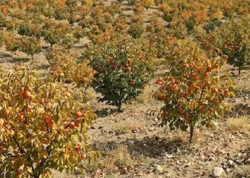 Çin ve Güney Kore'nin hazinesi Türk topraklarında: Tüm dünya Türkiye'den alıyor - Sözcü Gazetesi