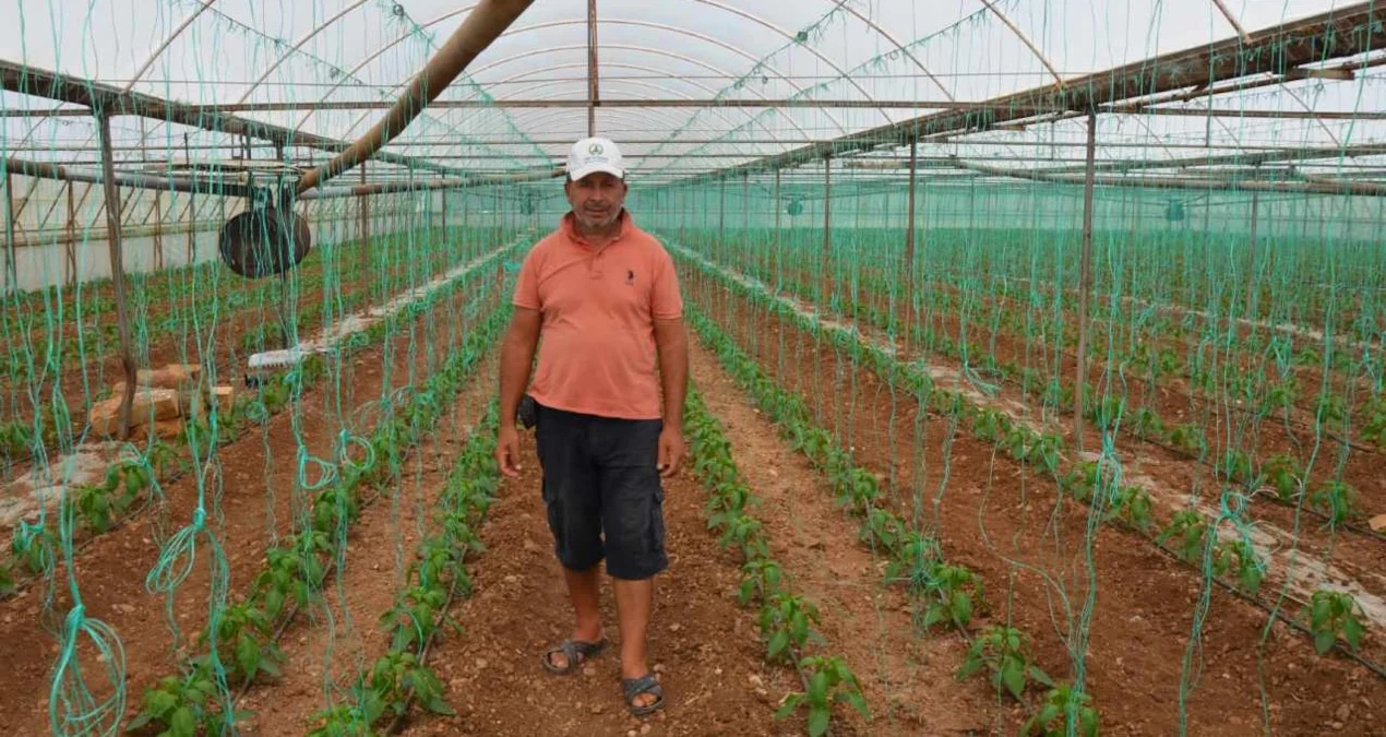 Antalya’da çiftçiler geleneksel ürünleri bırakıp kapya biber ekmeye başladı
