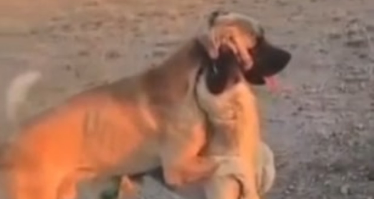 Aksaray’da köpek dövüştüren üç kişi jandarma tarafından yakalandı